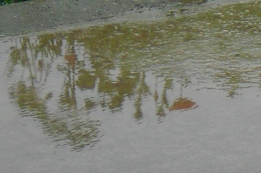 Reflet de coquelicots- Tirage privé. 