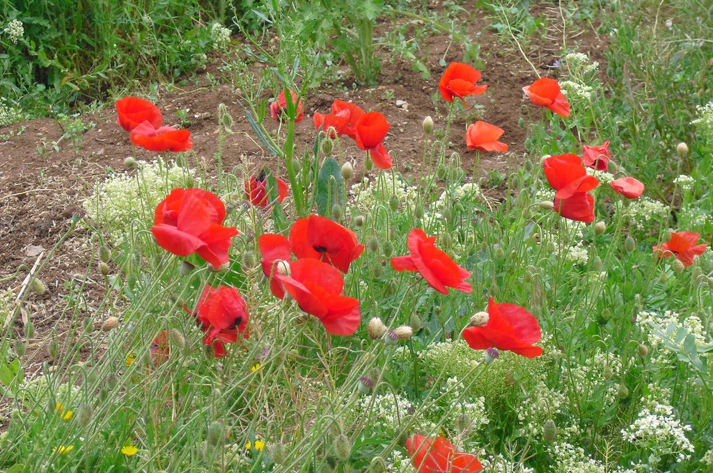 Coquelicots - Tirage privé. 