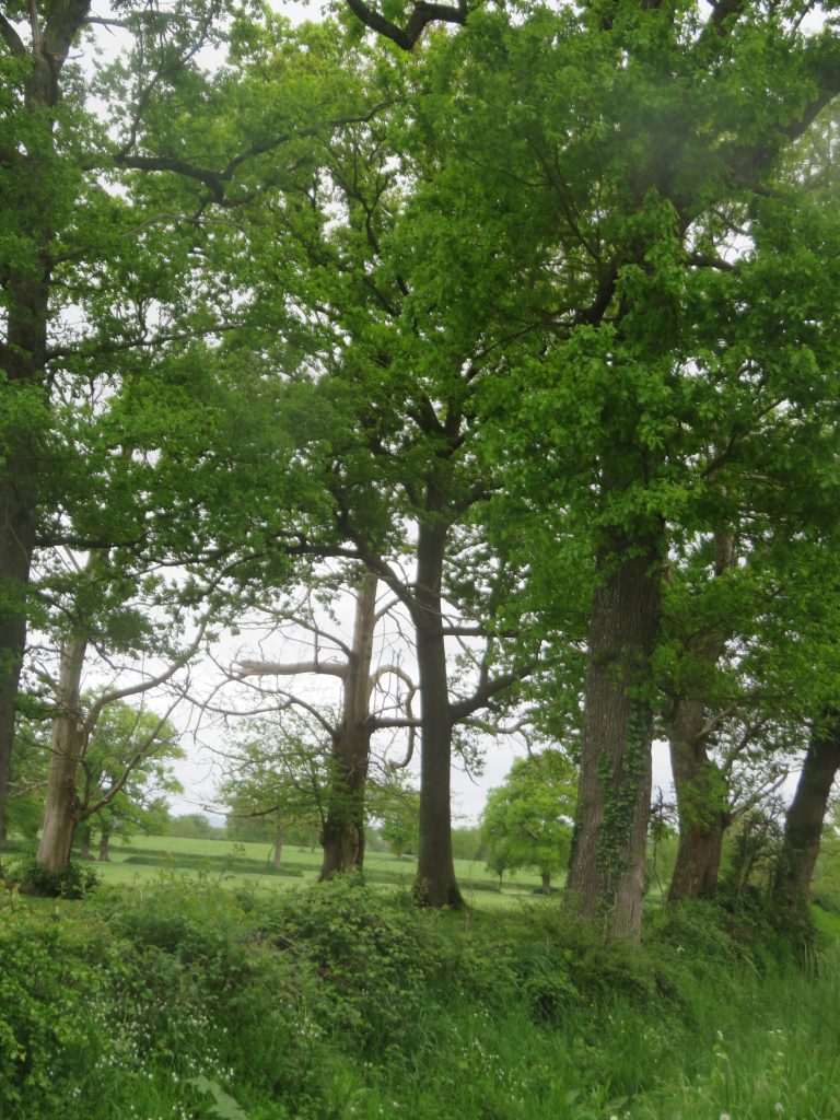 Campagne Berrichonne - Sur la route du Domaine de Nohant (Berry)- avril 2025- Tirage privé.