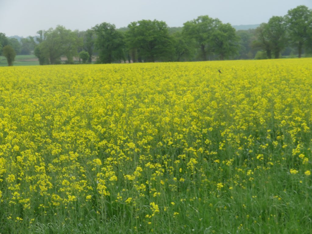 Champ de colza.
Sur la route du domaine de Nohant - avril 2025- Tirage privé. 