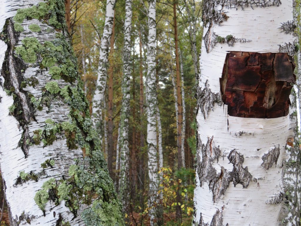 Le bouleau , arbre de Sibérie.